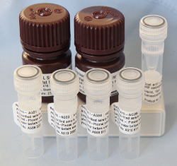 AGO, Argonaute set | 4 antibodies in the group Antibodies Plant/Algal / DNA/RNA/Cell Cycle / plant RNA at Agrisera AB (Antibodies for research) (AS18 4248)